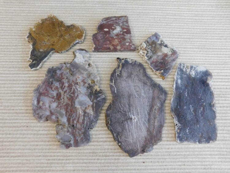 Fossil Cycad Slabs Live Oak Co. Texas