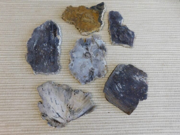 Fossil Cycad Slabs Live Oak Co. Texas