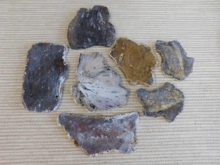 Fossil Cycad Slabs Live Oak Co. Texas