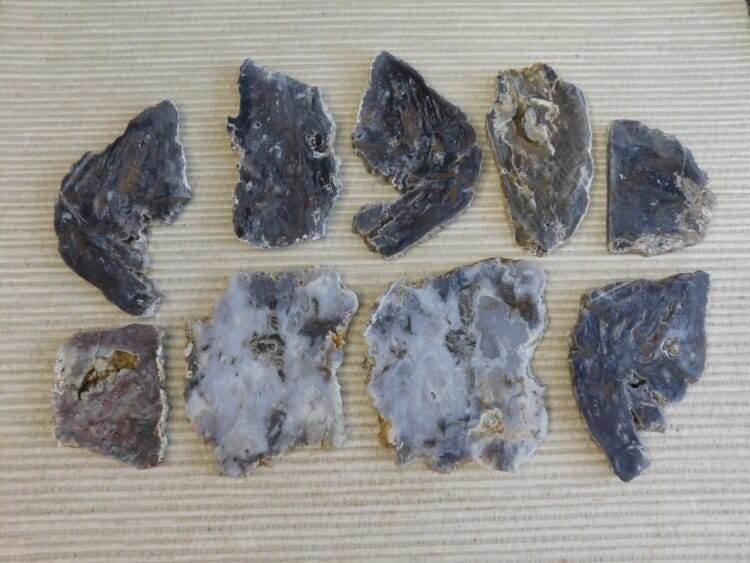 Fossil Cycad Slabs Live Oak Co. Texas