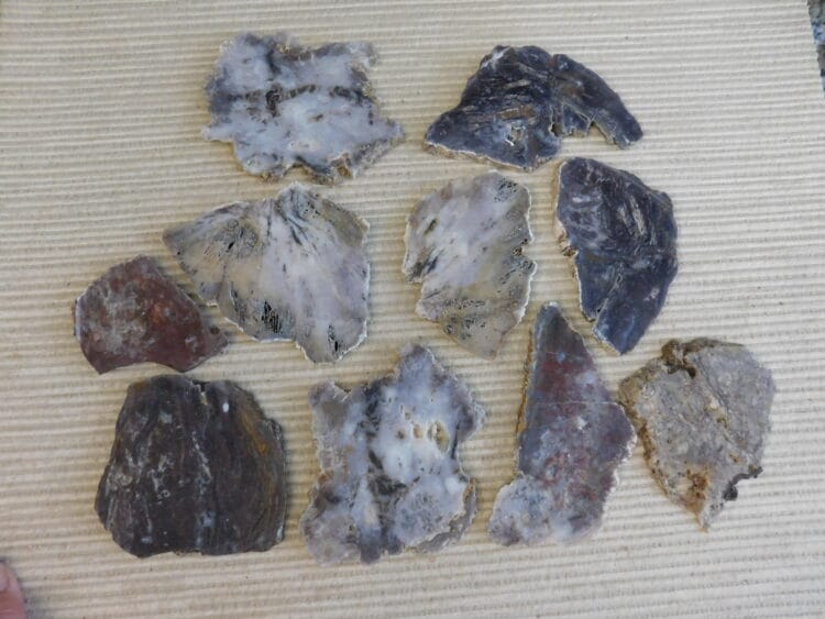 Fossil Cycad Slabs Live Oak Co. Texas