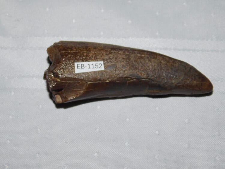 Tyrannosaurus Rex Tooth over 3" long