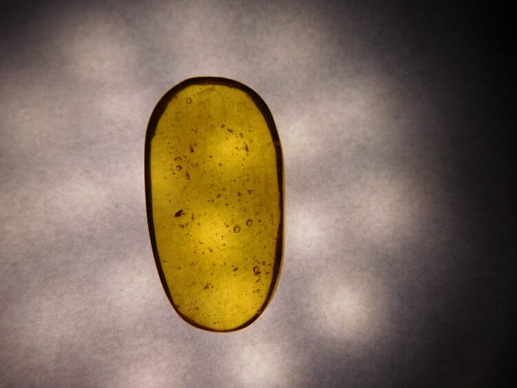 Dominican Amber with inclusions