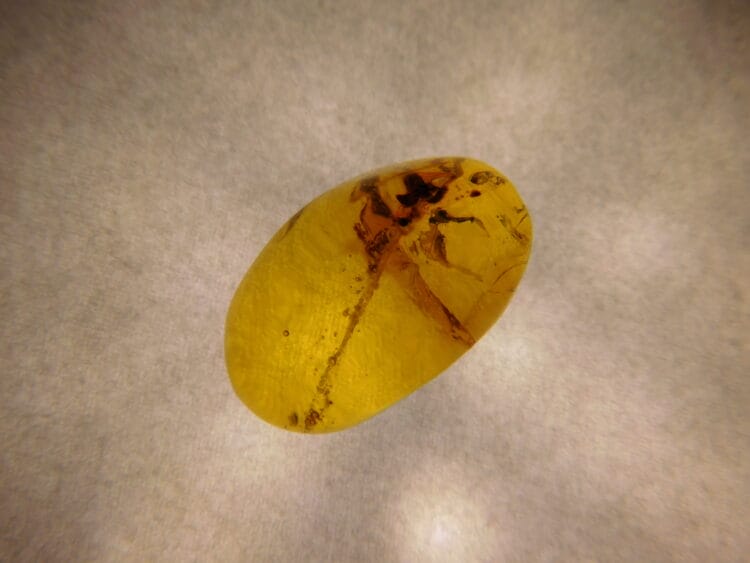 Dominican Amber with inclusions